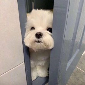 Meet your Posher, Elder